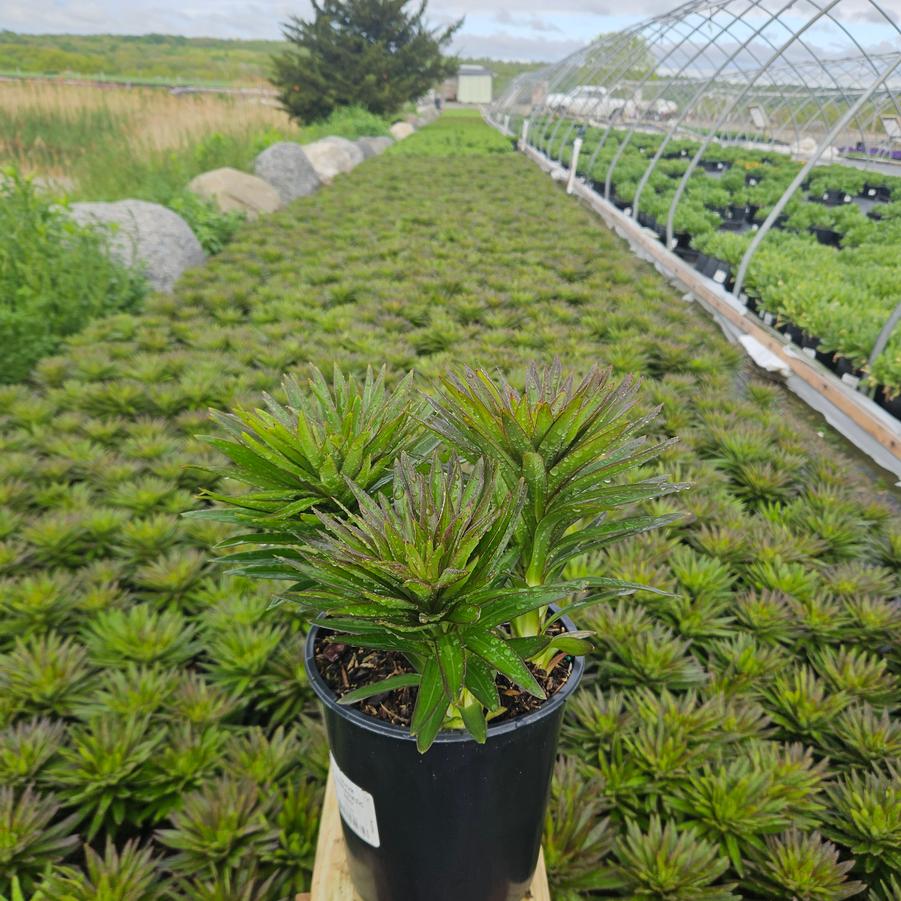 Lilium asiatic Fantasiatic Red