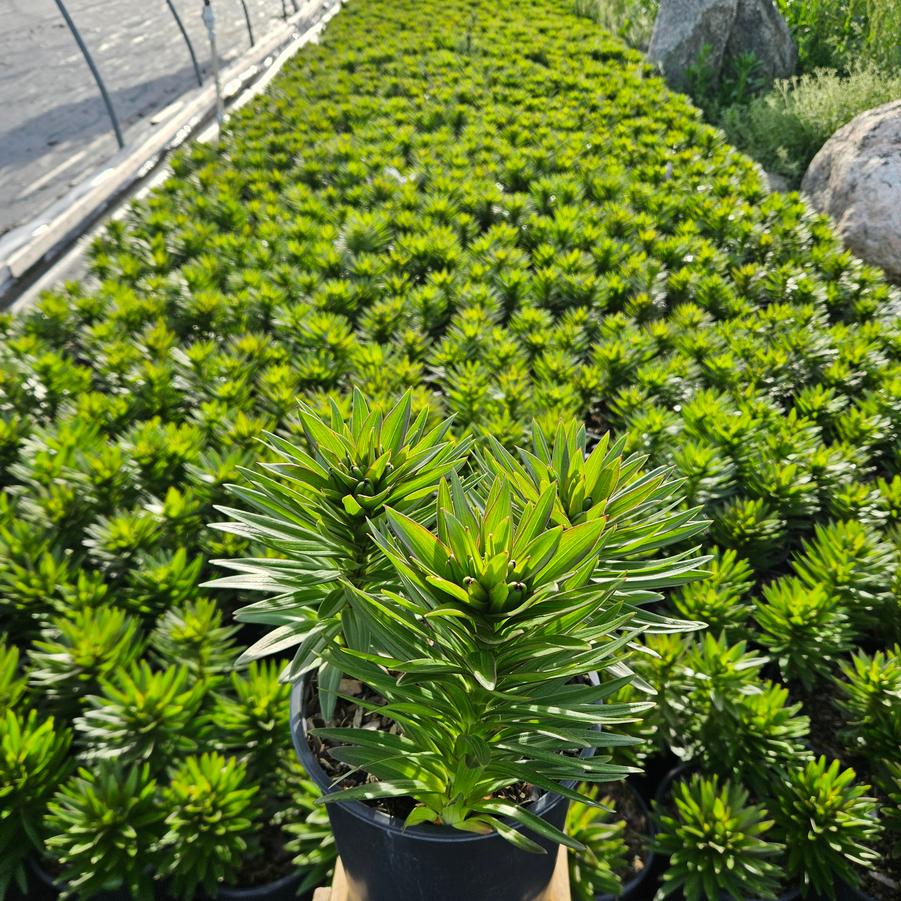 Lilium asiatic Fantasiatic Yellow