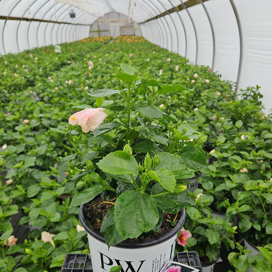 Hibiscus rosa-sinensis Hollywood Hibiscus® America's Sweetheart™