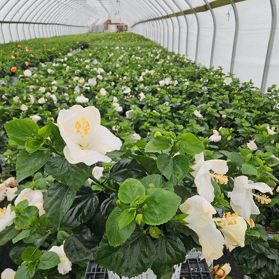 Hibiscus rosa-sinensis Hollywood Hibiscus® Earth Angel™