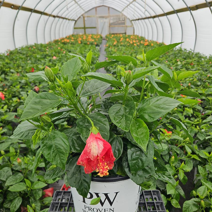 Hibiscus rosa-sinensis Hollywood Hibiscus® Hot Shot™