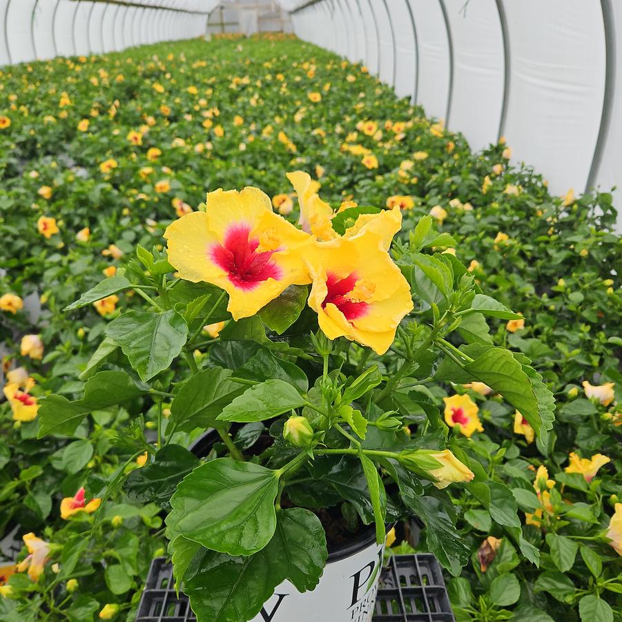 HIbiscus rosa-sinensis Hollywood Hibiscus® Rico Suave™