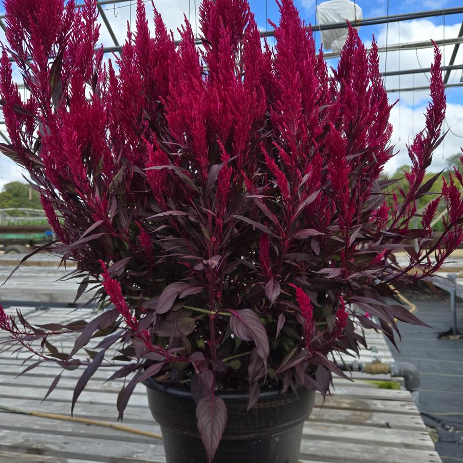 Celosia 'Floriosa Red Dark Leaf'