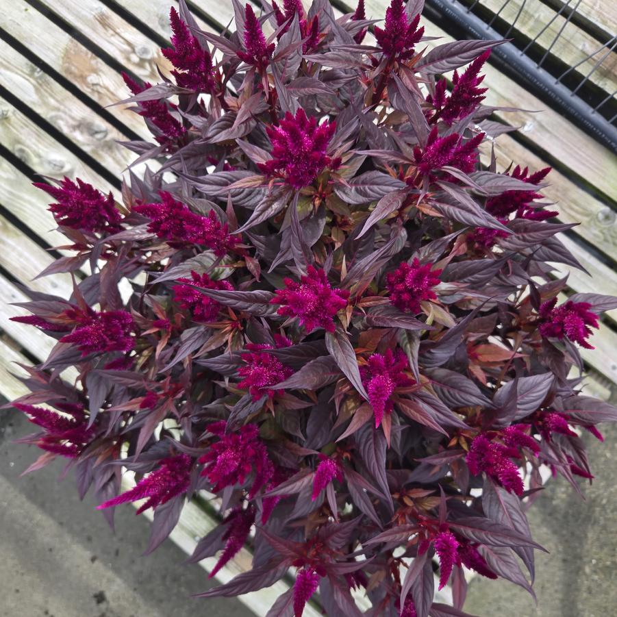 Celosia 'Kelos Fire Purple'