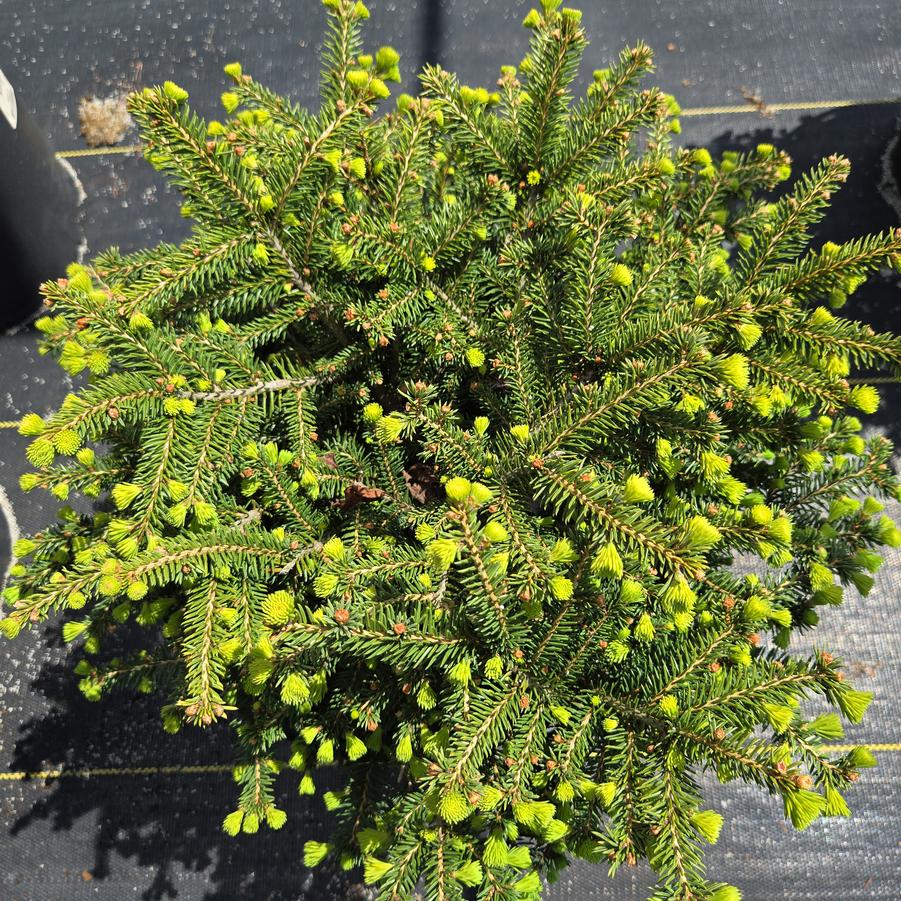 Picea abies 'Nidiformis'