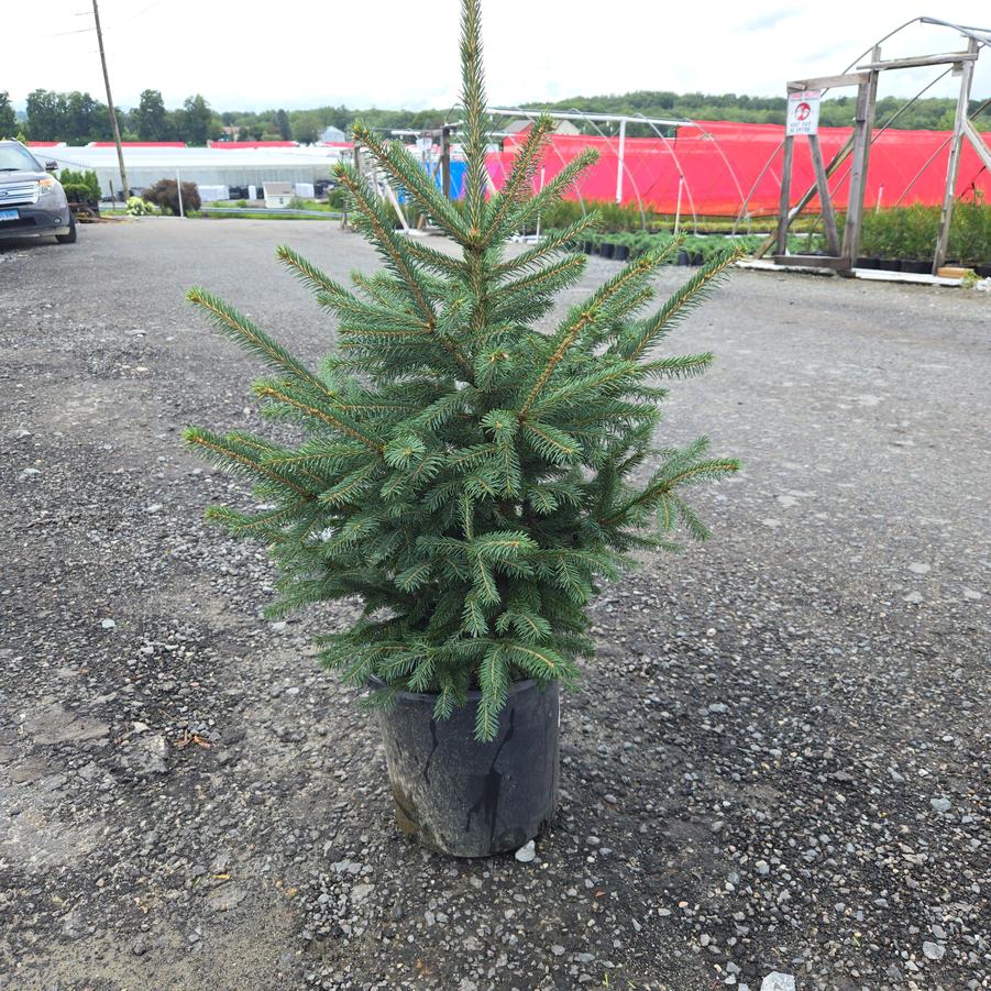 Picea meyeri 