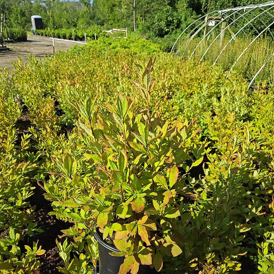 Azalea calendulaceum x Corley's Cardinal