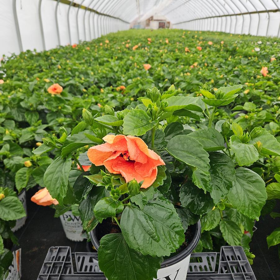 HIbiscus rosa-sinensis Hollywood Hibiscus® Disco Diva™