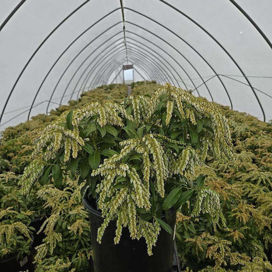 Pieris japonica 'Avalanche'
