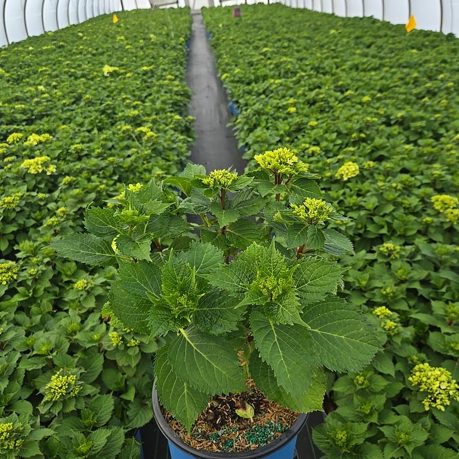 Hydrangea macrophylla Endless Summer® Dreamcloud®