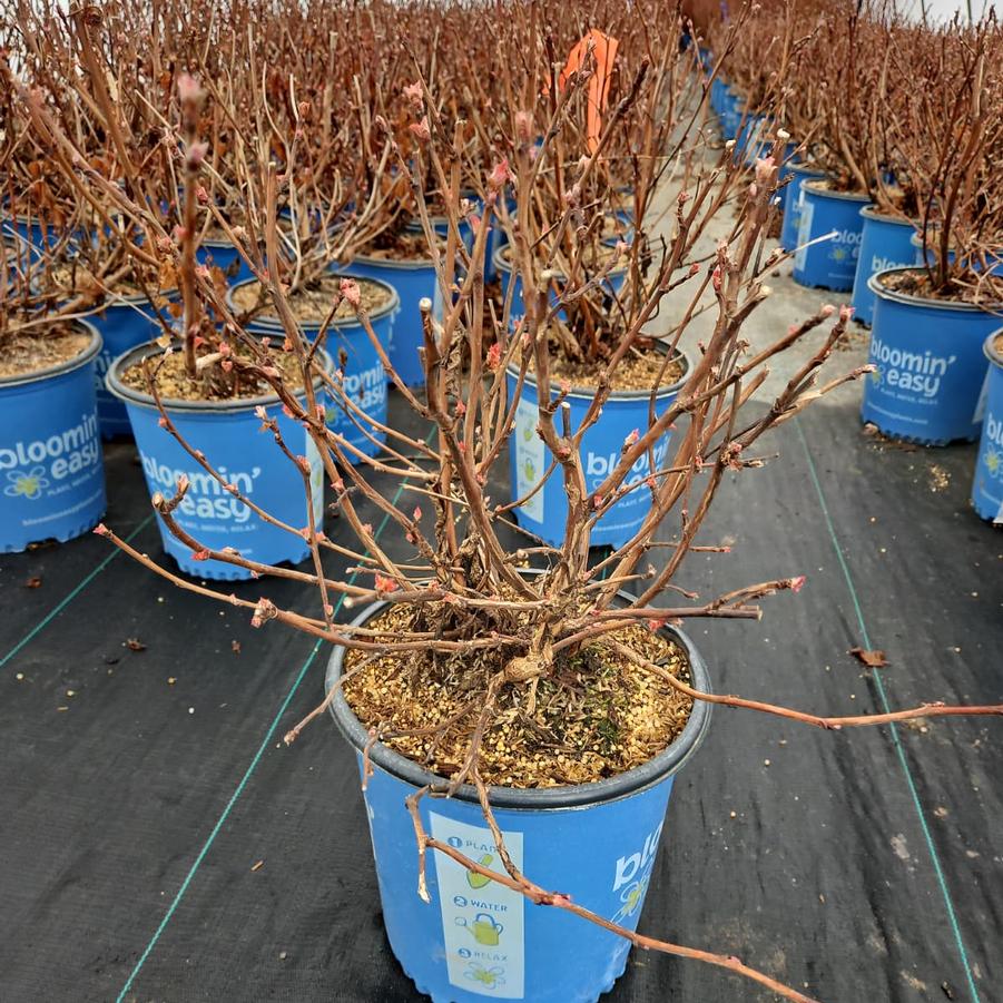 Physocarpus opulifolius Savannah Sunset™