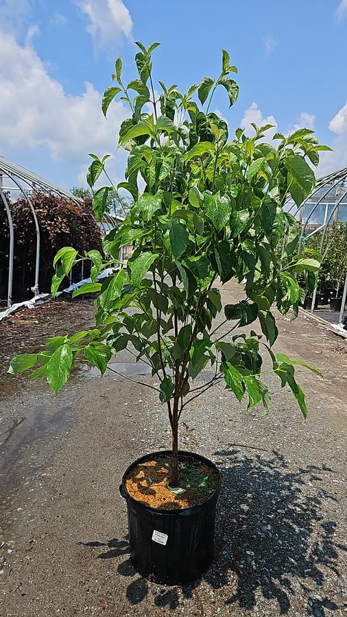 Cornus florida Spring Grove®