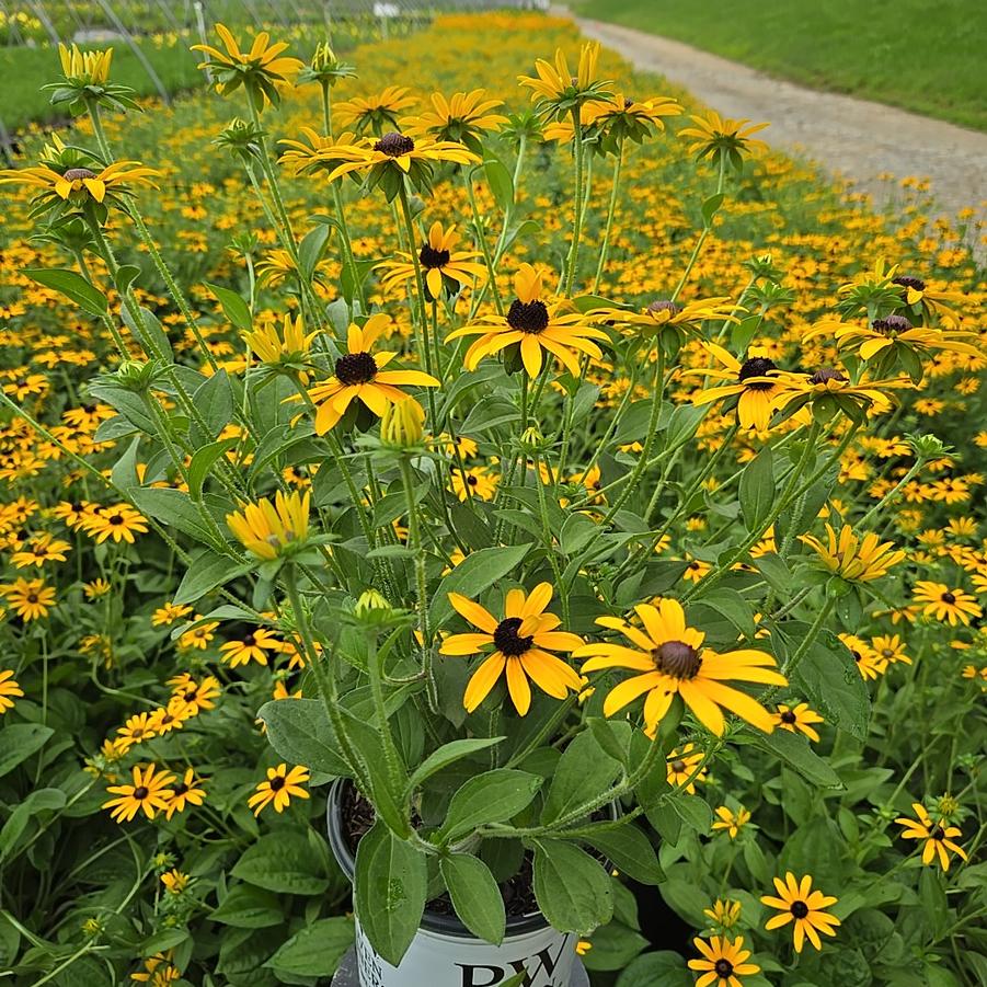 Rudbeckia x 'Treasure Trove'