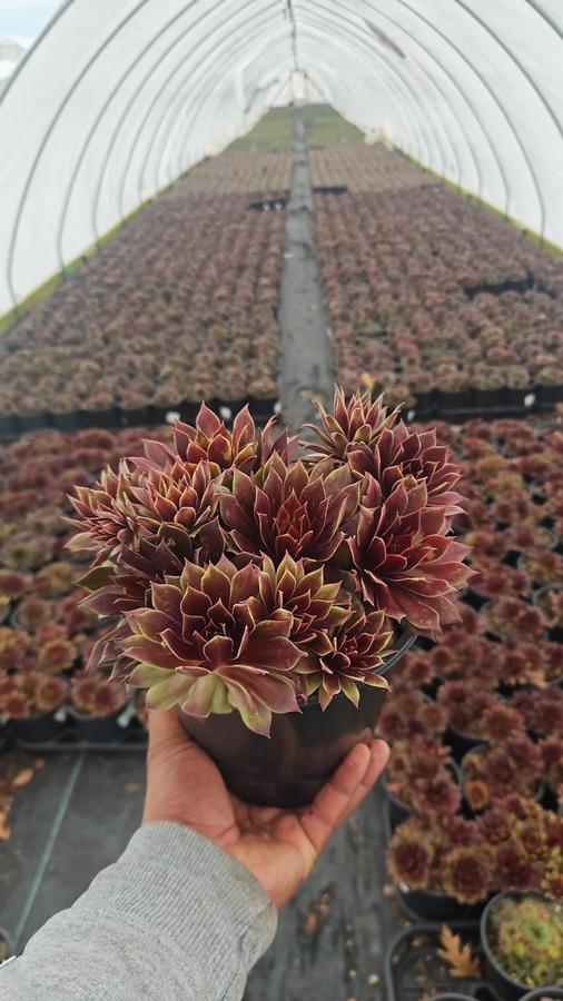 Sempervivum Chick Charms® Lemon Waves™