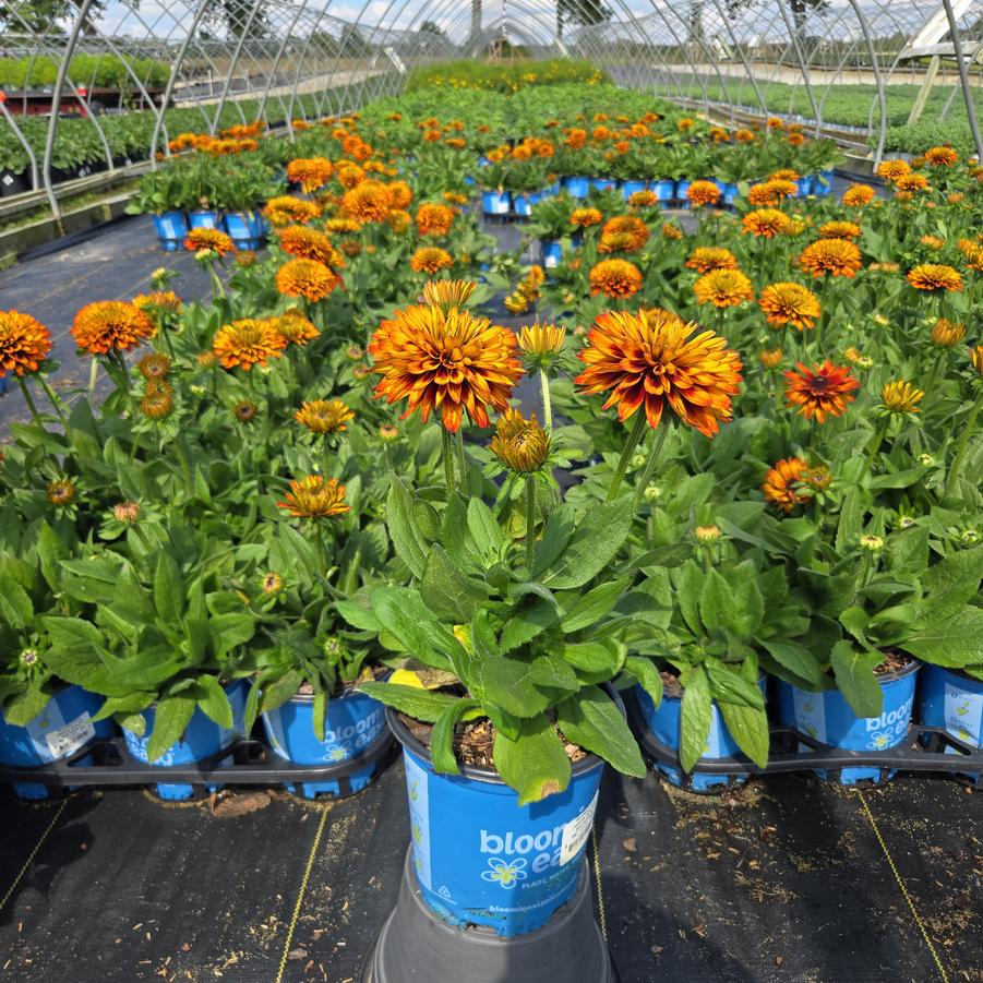 Rudbeckia hirta Solar Sisters™