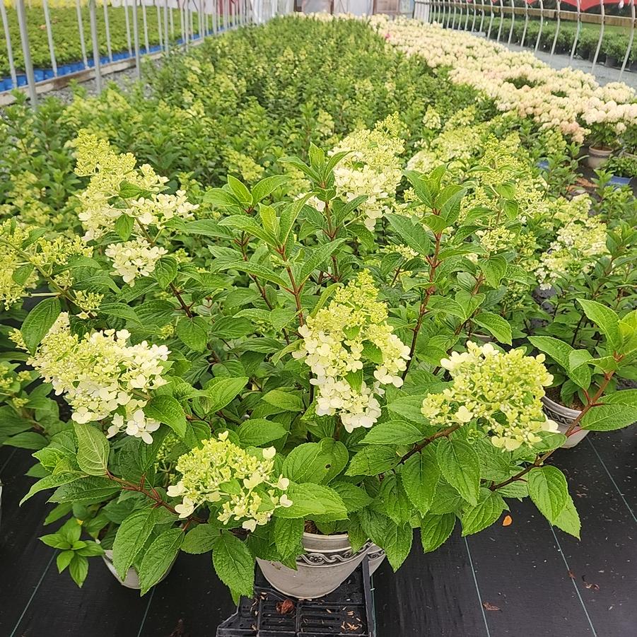 Hydrangea paniculata Panorama