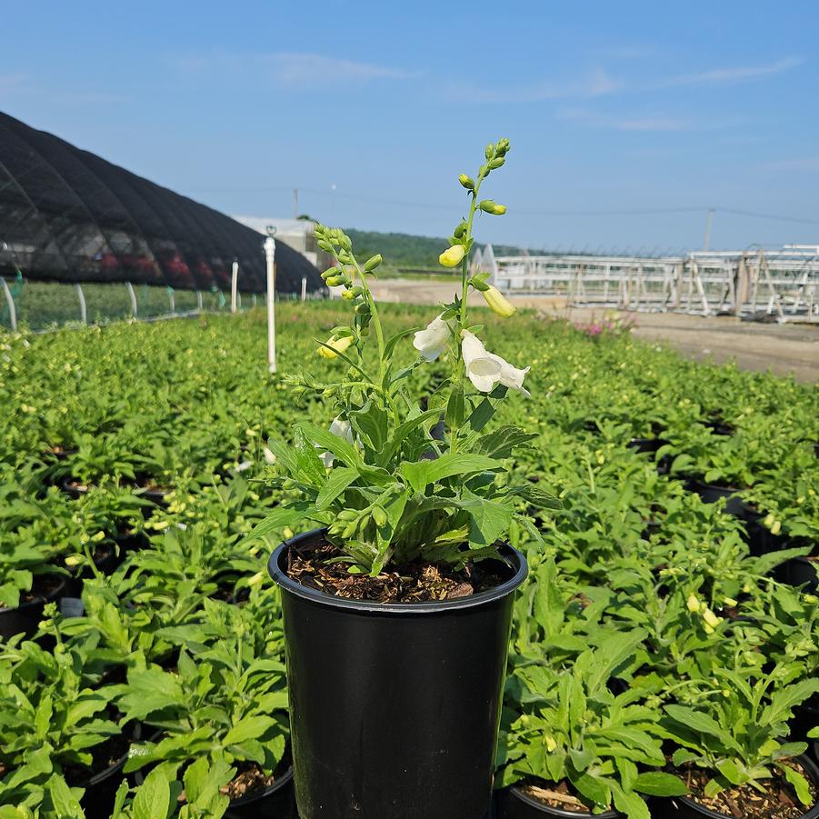 Digitalis purpurea 'Hanabee White'
