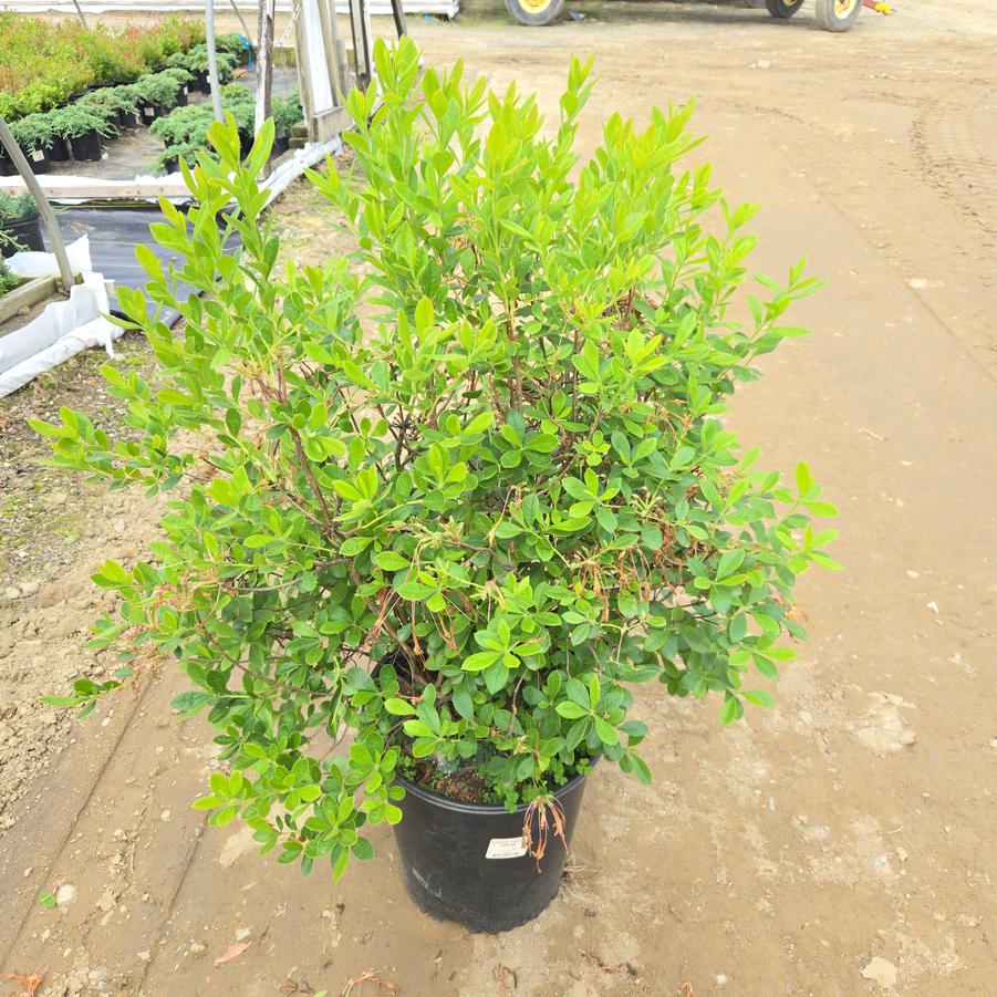 Azalea x 'Choice Cream'