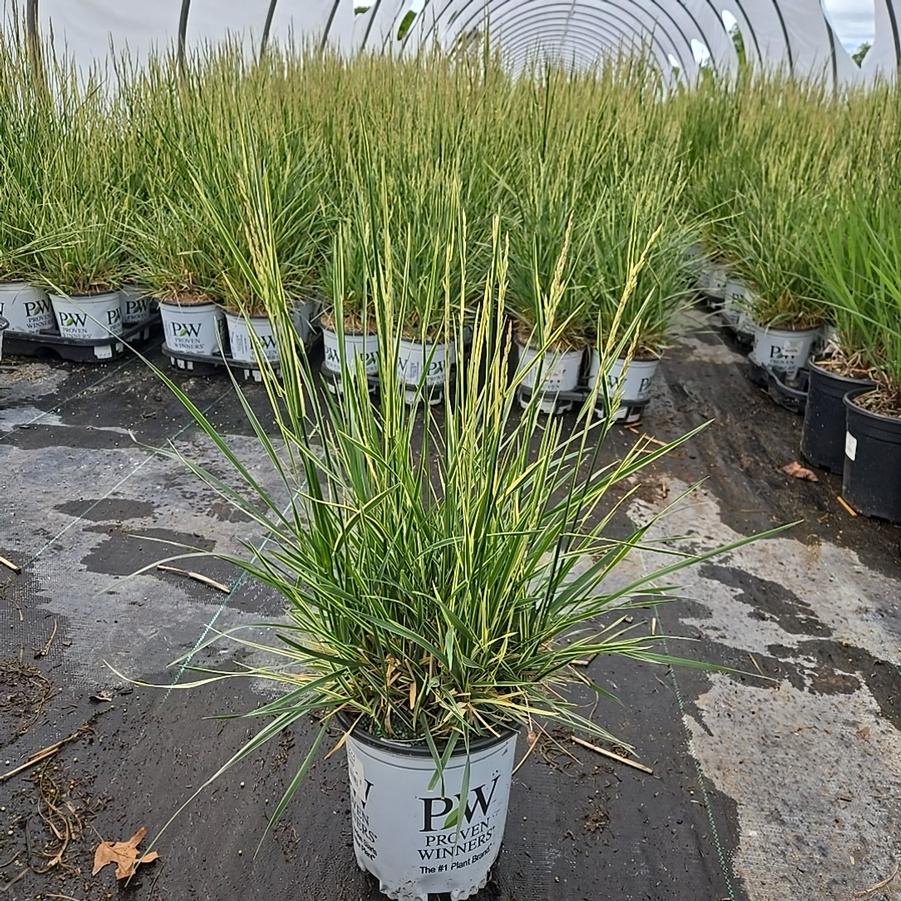 Festuca arundinacea 'Perfect Edging'