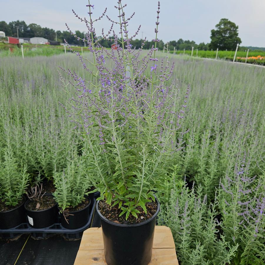 Perovskia atriplicifolia 'Jelena'