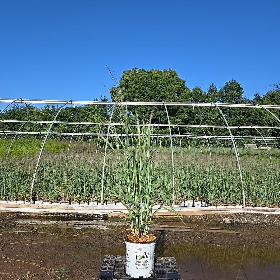 Panicum virgatum Prairie Winds® 'October Sky'