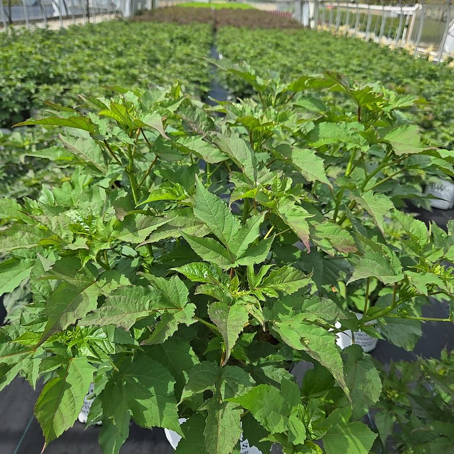 Hibiscus x Summerific® 'Garnet Globes'