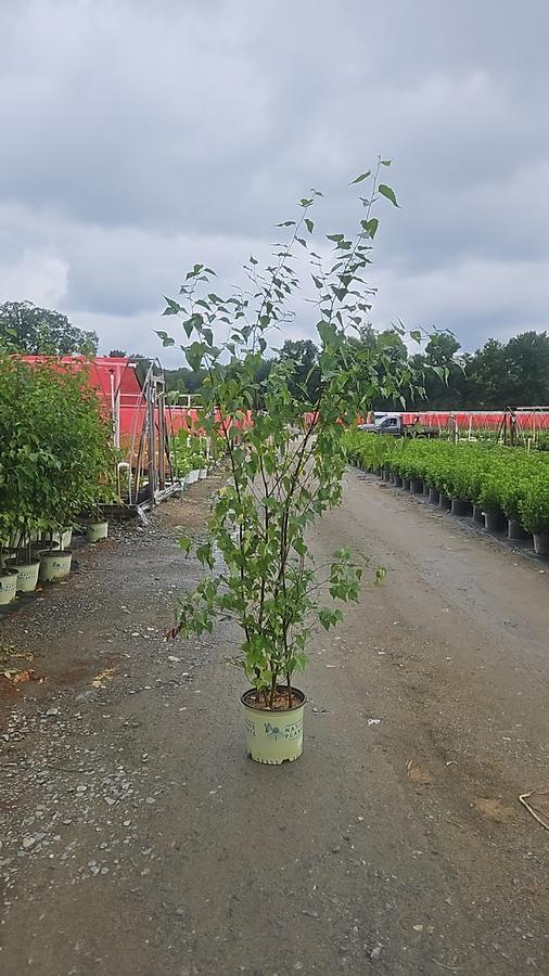Betula populifolia 