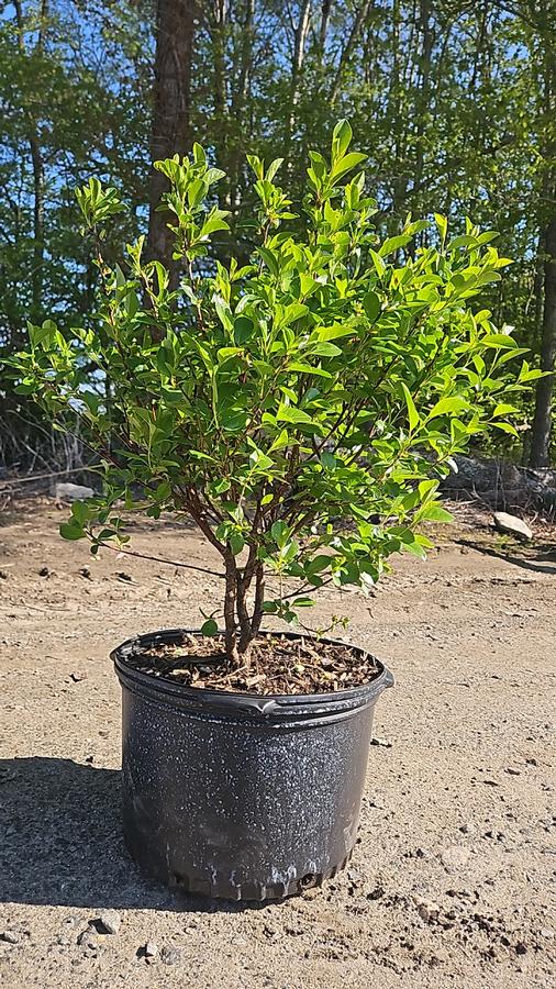 Prunus x Romance 'Carmine Jewel'