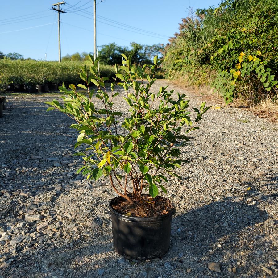 Prunus x Romance 'Sweet Thing'