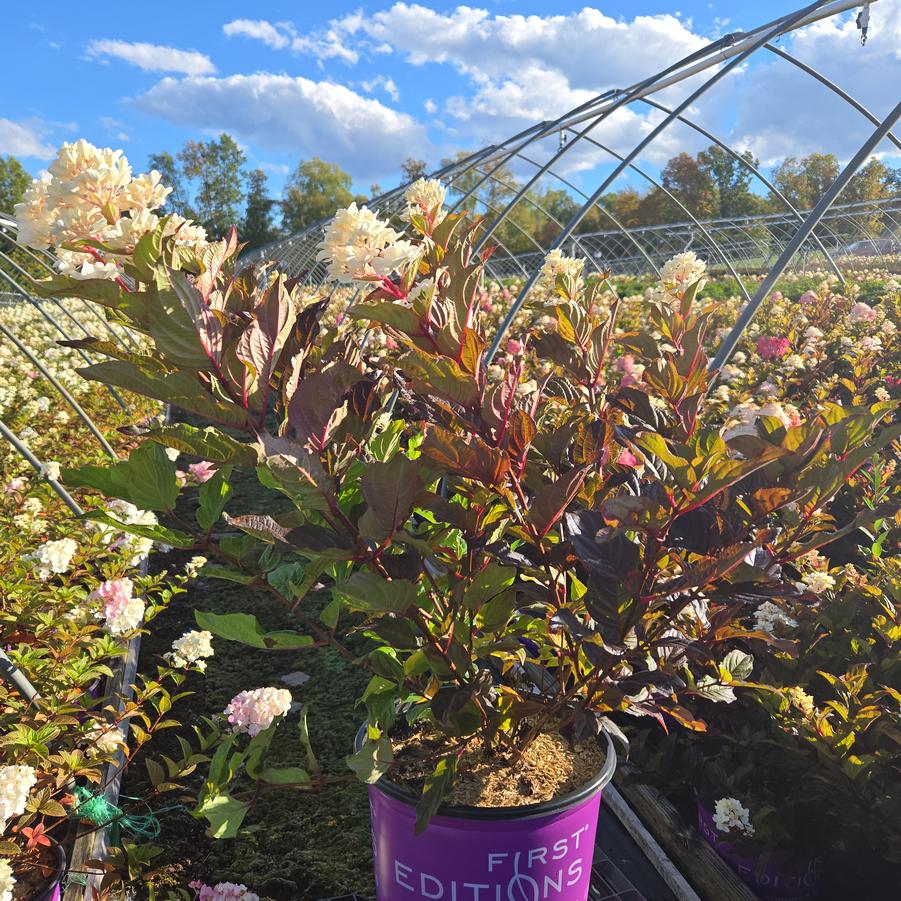 Hydrangea paniculata Spring Sizzle™