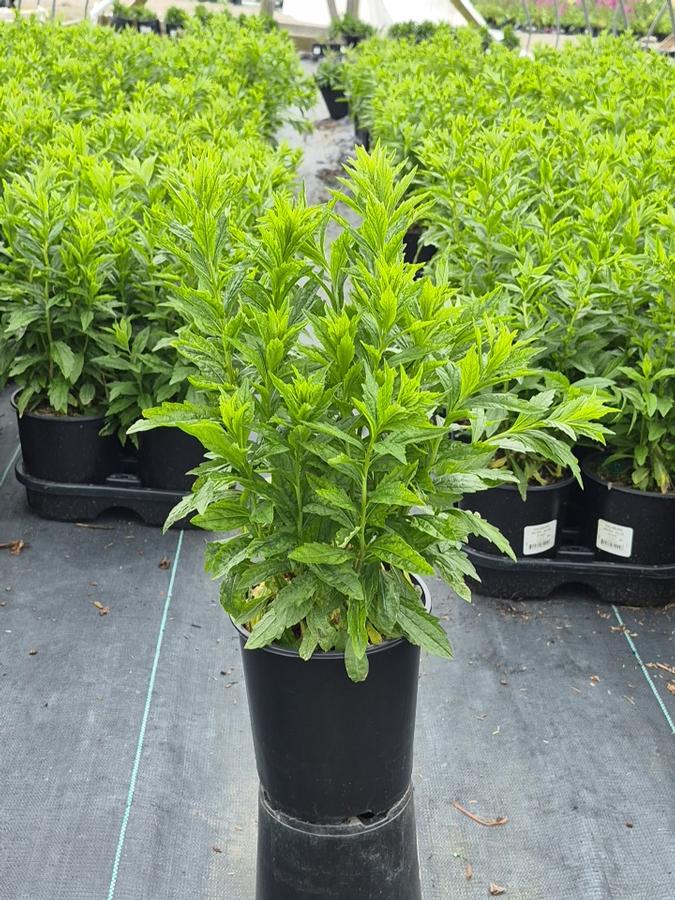 Kalimeris incisa 'Blue Star'