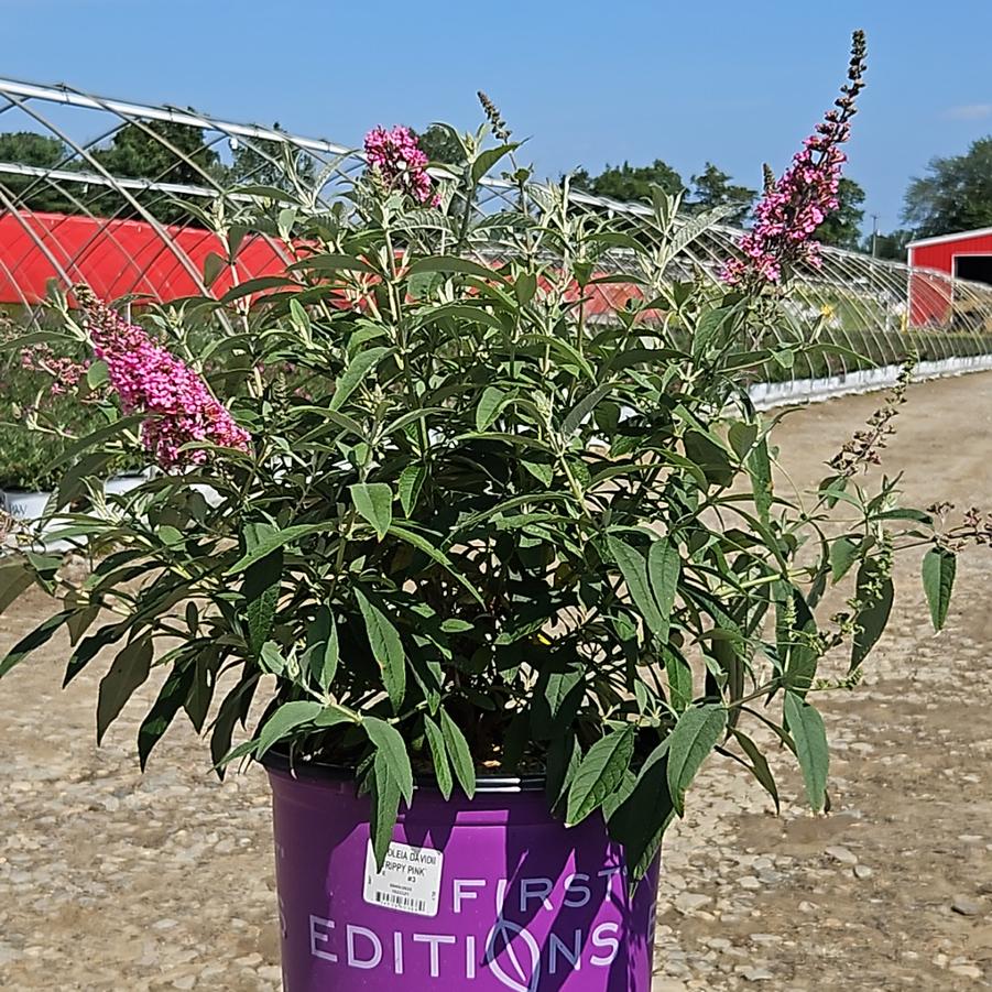 Buddleia davidii Trippy Pink®