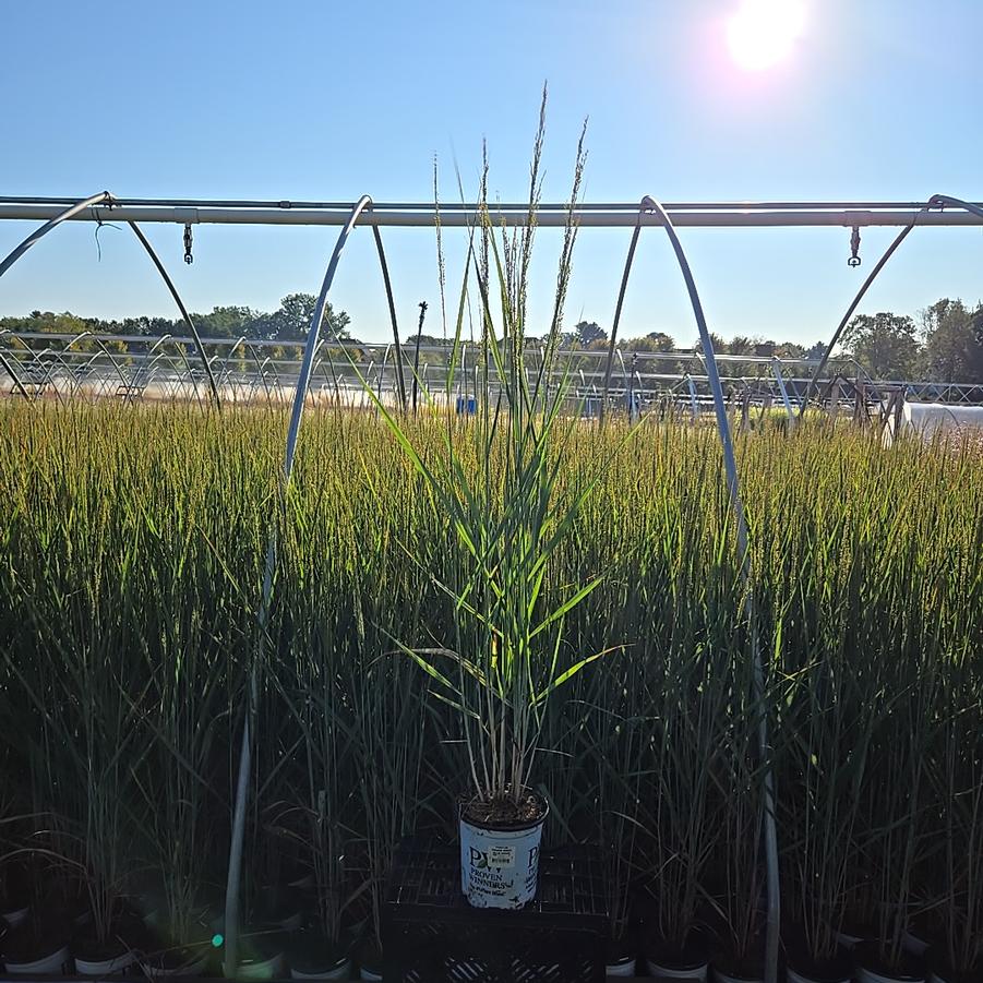 Panicum virgatum Prairie Winds® Blue Spear