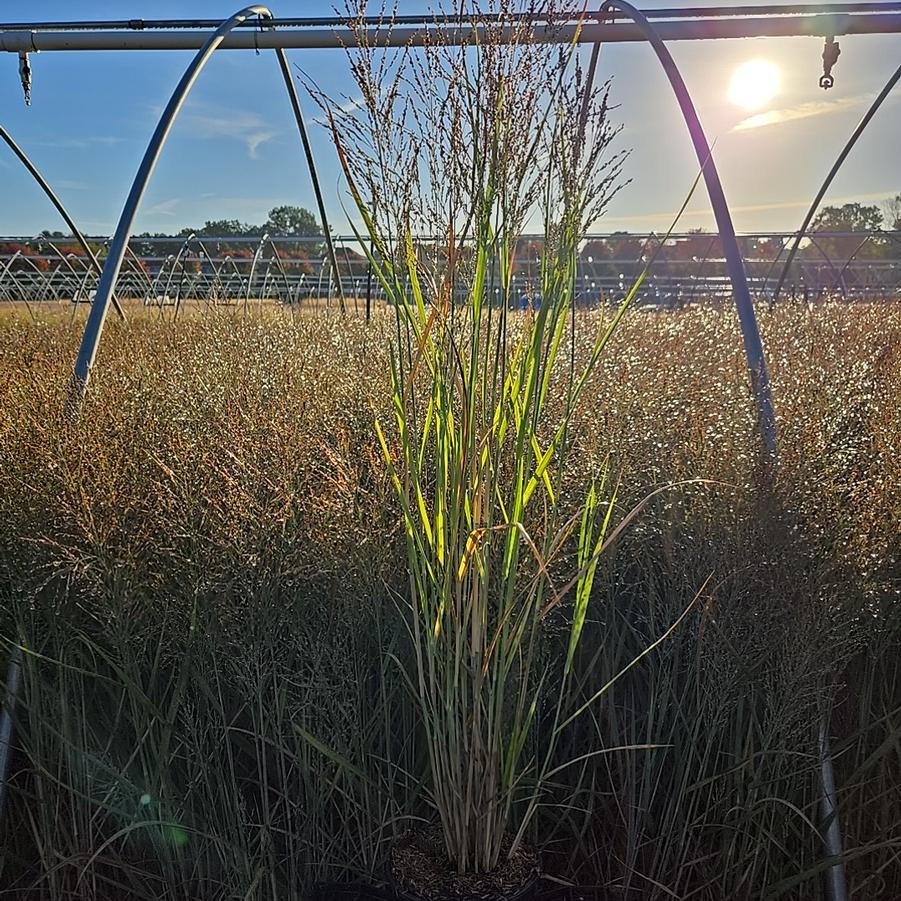 Panicum virgatum 'Smoking Gun'