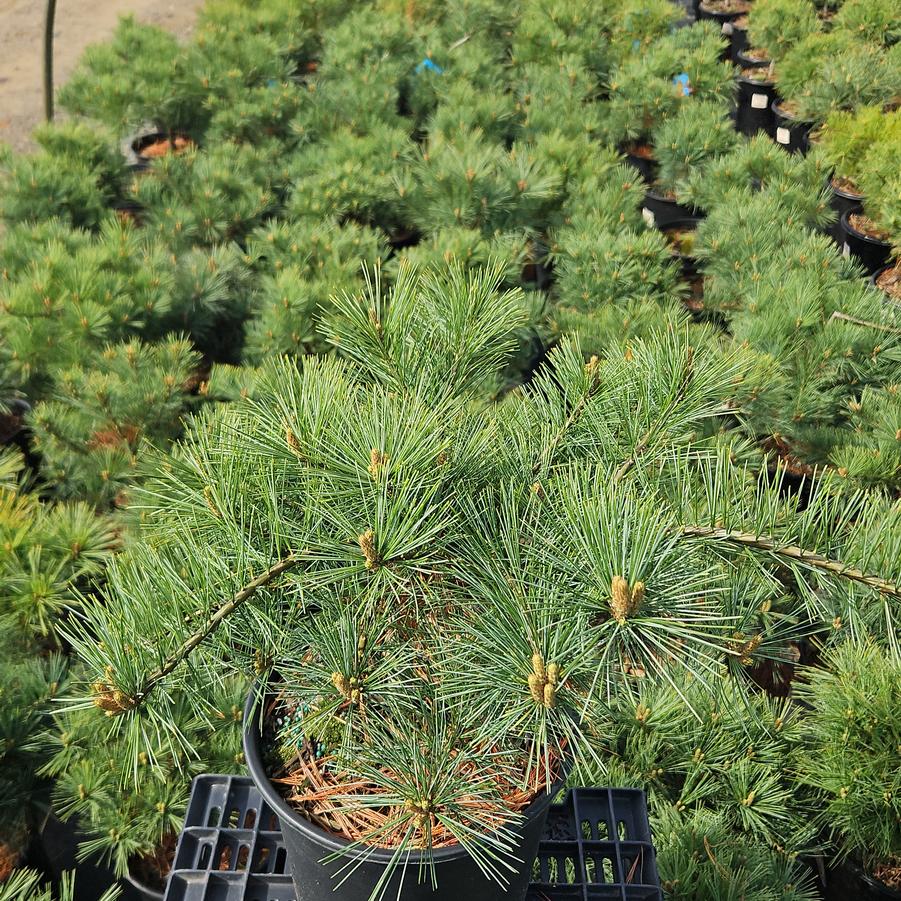 Pinus strobus Shaggy Dog