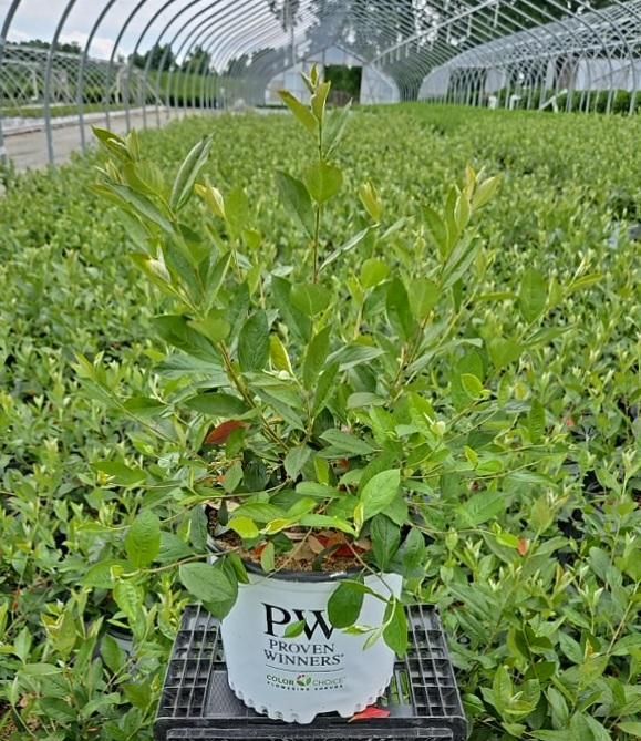 Aronia arbutifolia Berry Scape®