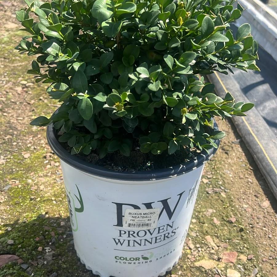 Buxus microphylla Neatball®