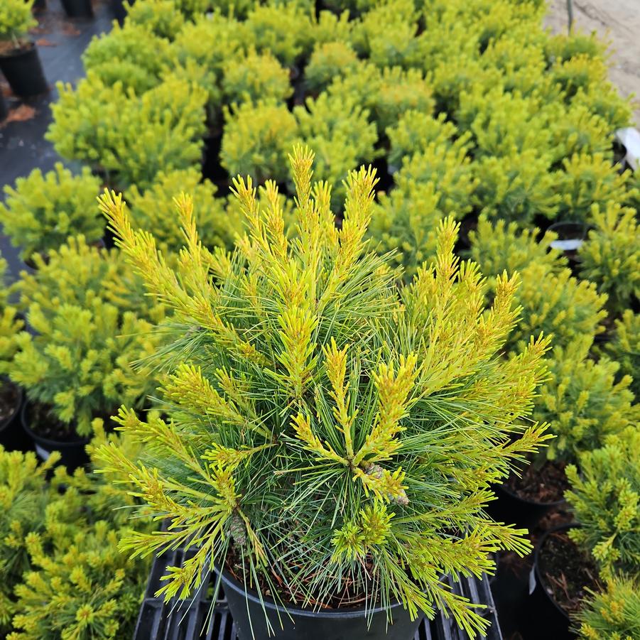 Pinus strobus Soft Touch