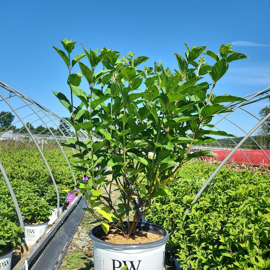 Hydrangea paniculata Powerball™