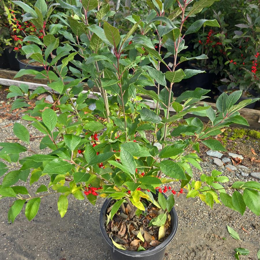 Ilex verticillata Magical® Berry