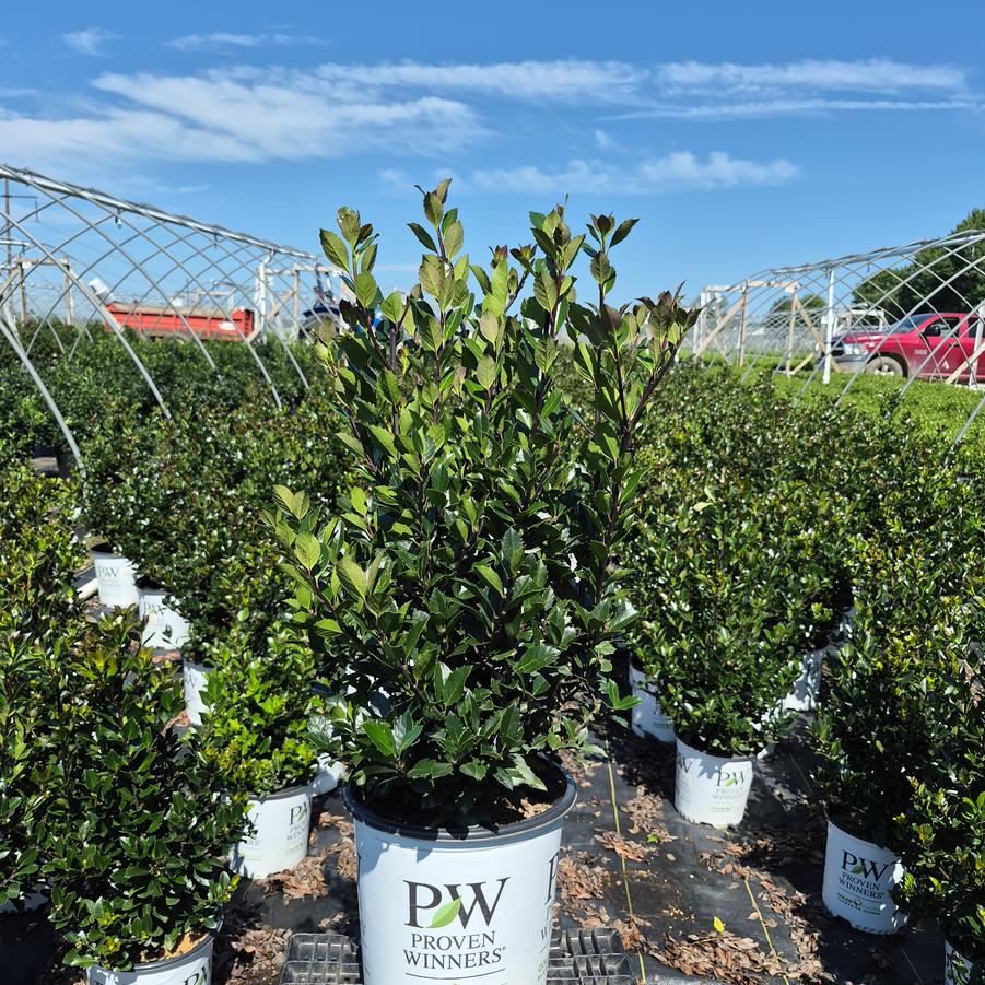 Ilex x Castle Rouge®