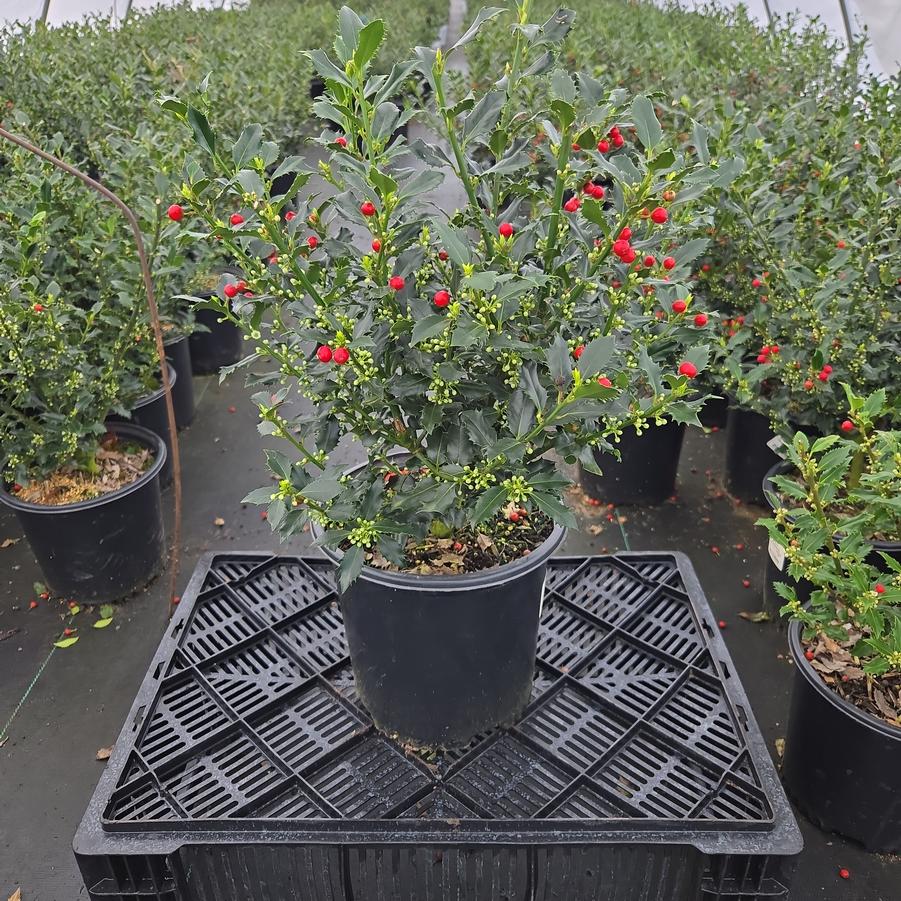 Ilex meserve Magical® Amore