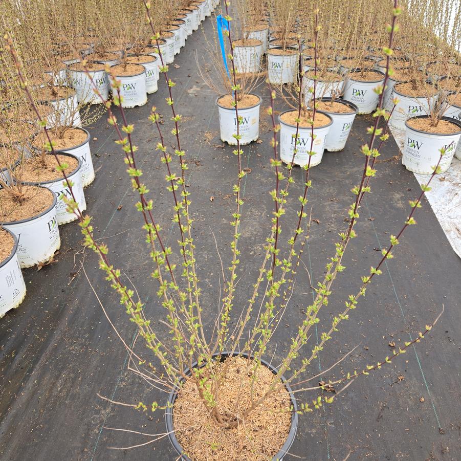 Prunus x Easy as Pie®