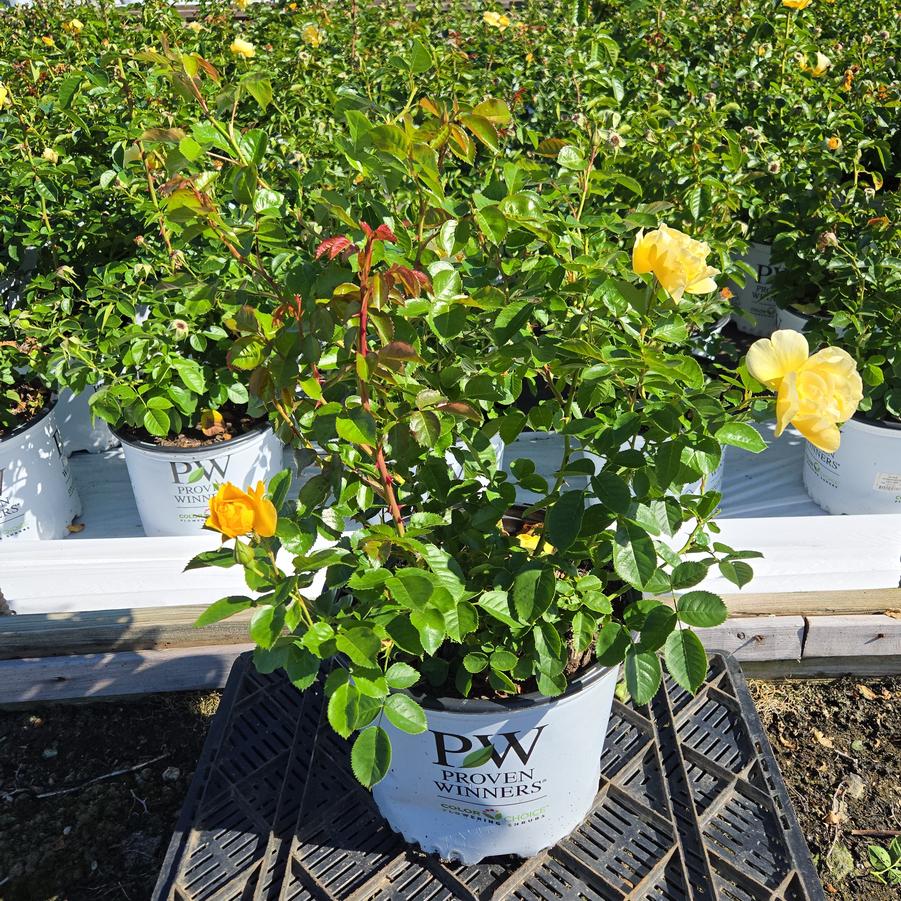 Rosa x Reminiscent® Yellow