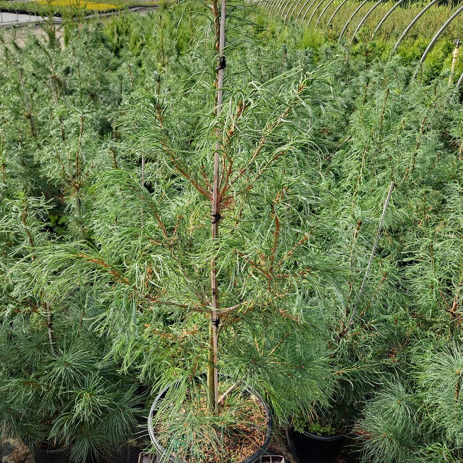 Pinus strobus Torulosa