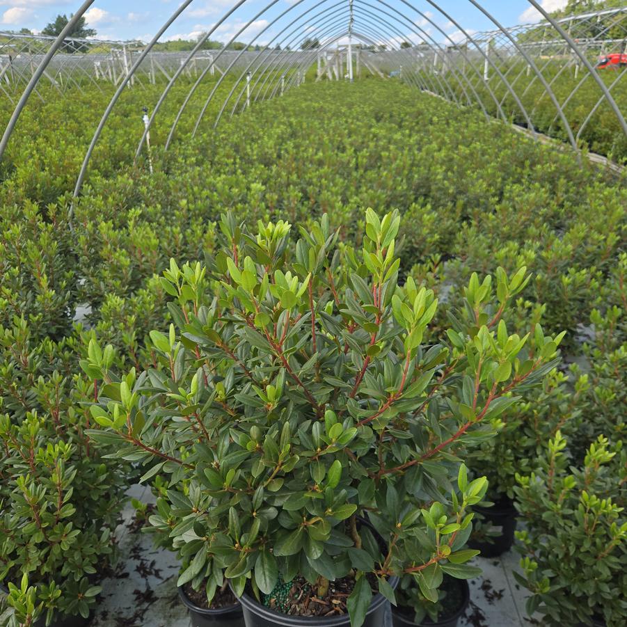 Rhododendron x 'Red Quest'