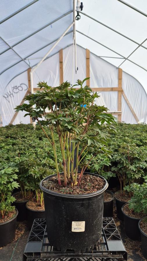 Paeonia x ITOH 'Scarlet Heaven'