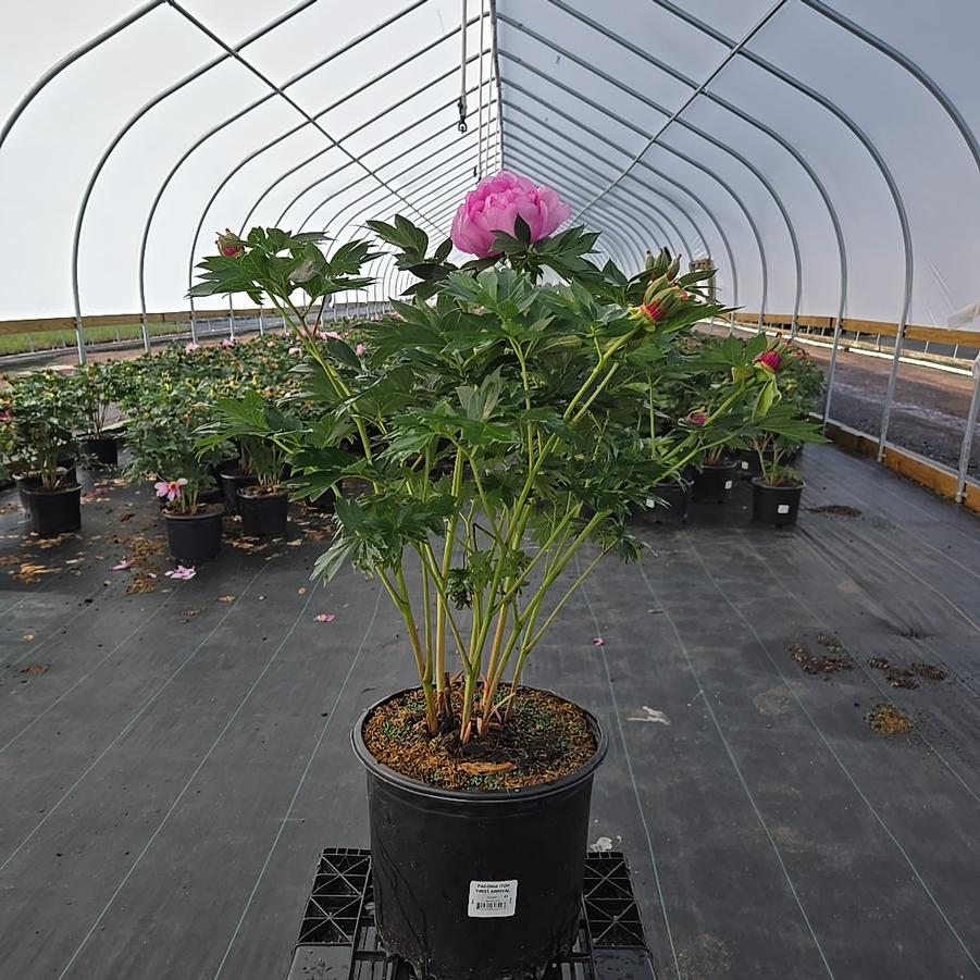Paeonia x ITOH 'First Arrival'