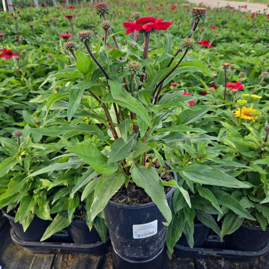 Echinacea x Sunmagic® 'Vintage Hot Red'