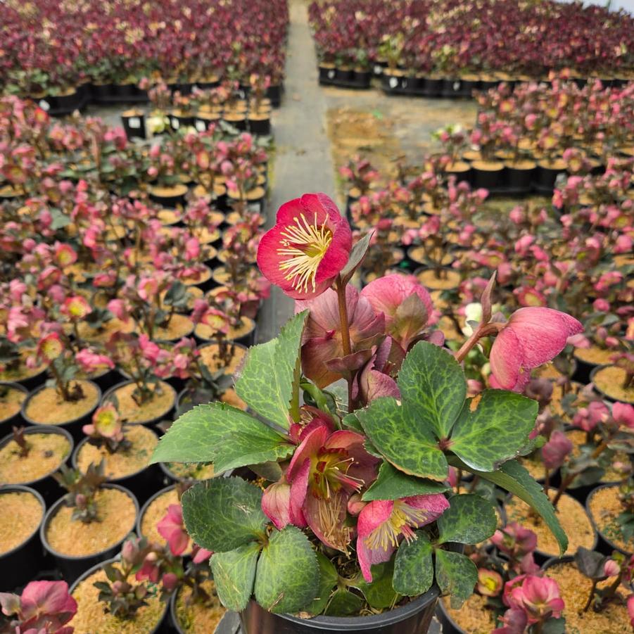 Helleborus x Frostkiss® Elemental®